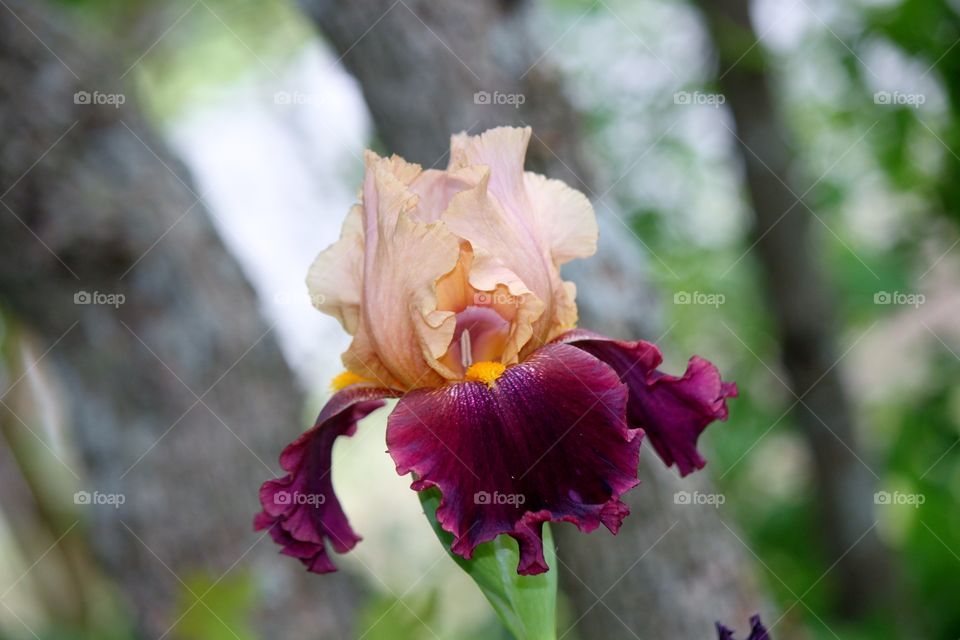 Bearded Iris