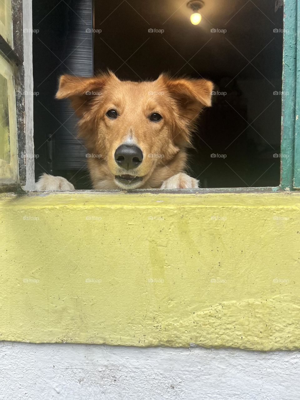 Perro mirando por la ventana 