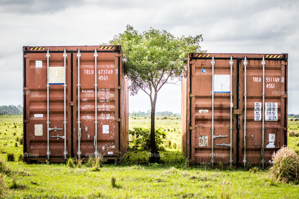 Stuck in the middle growing tree in between two shipping containers