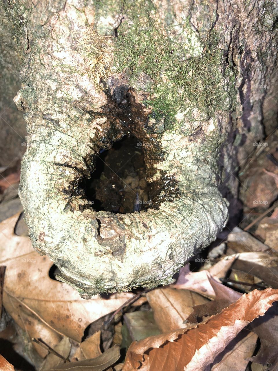 Water in tree hole