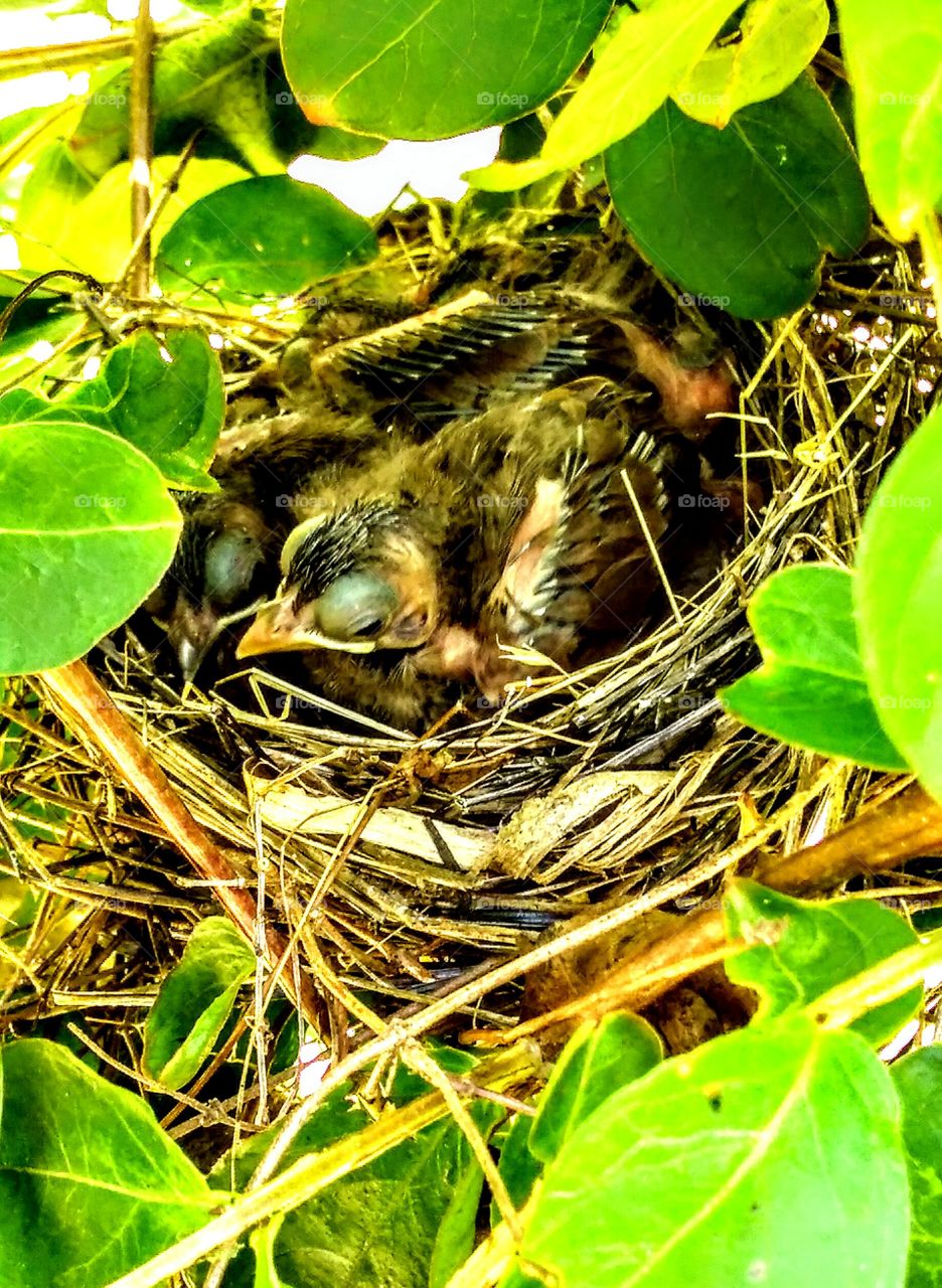 found baby birds