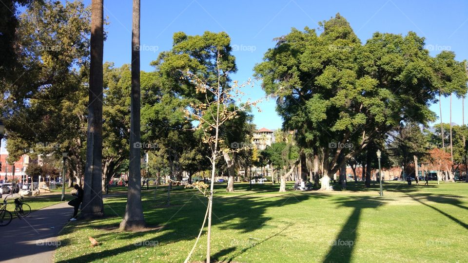 park at noon