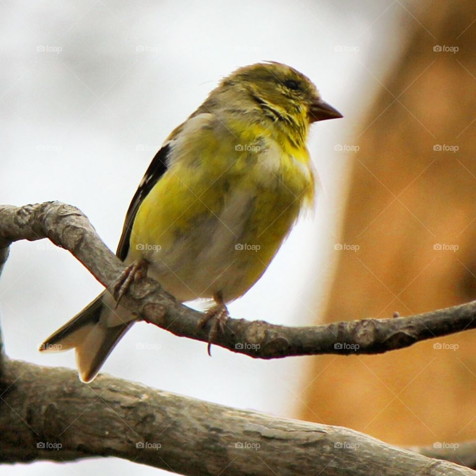 Tweet tweet . Bird watching today 