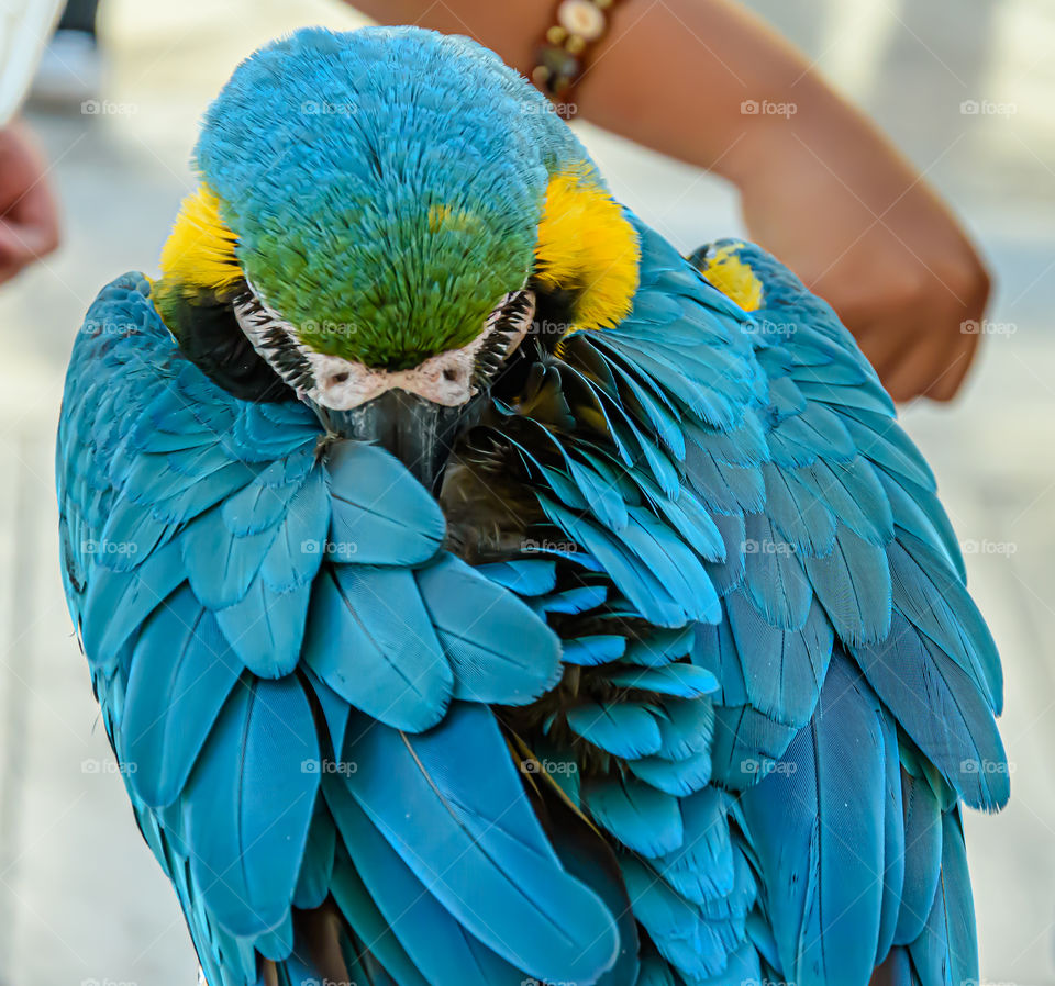 Parrot hiding head