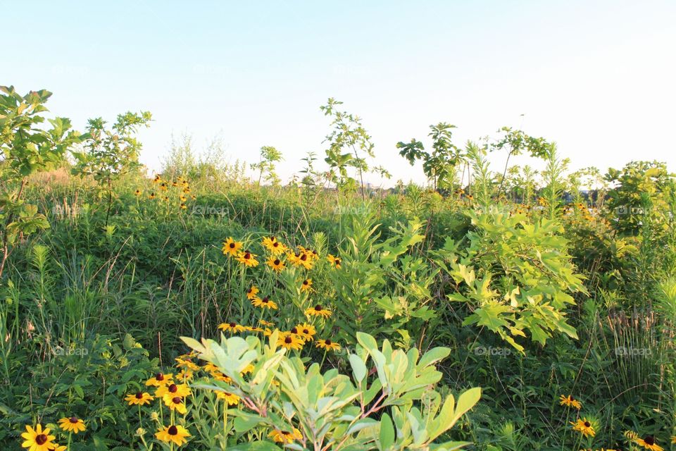 Nature, Flora, Summer, Landscape, Flower