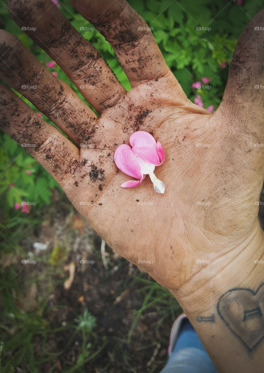 bleeding heart flower