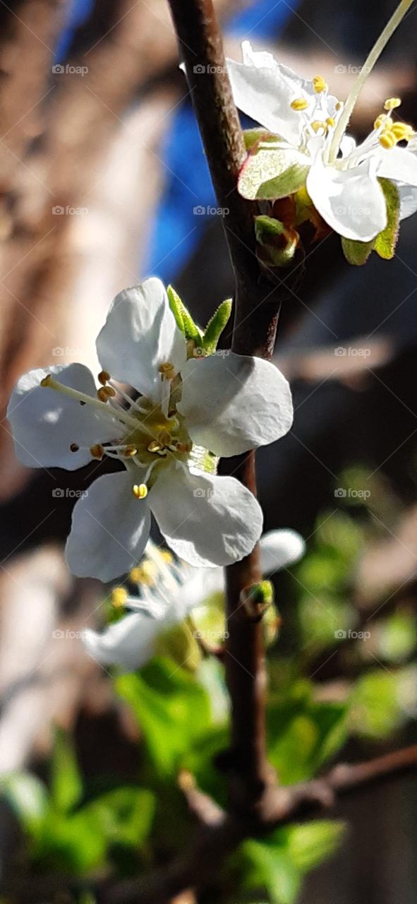 apricot flower 🌼 white flower, spring season flower, fresh 🌼, beautiful flower