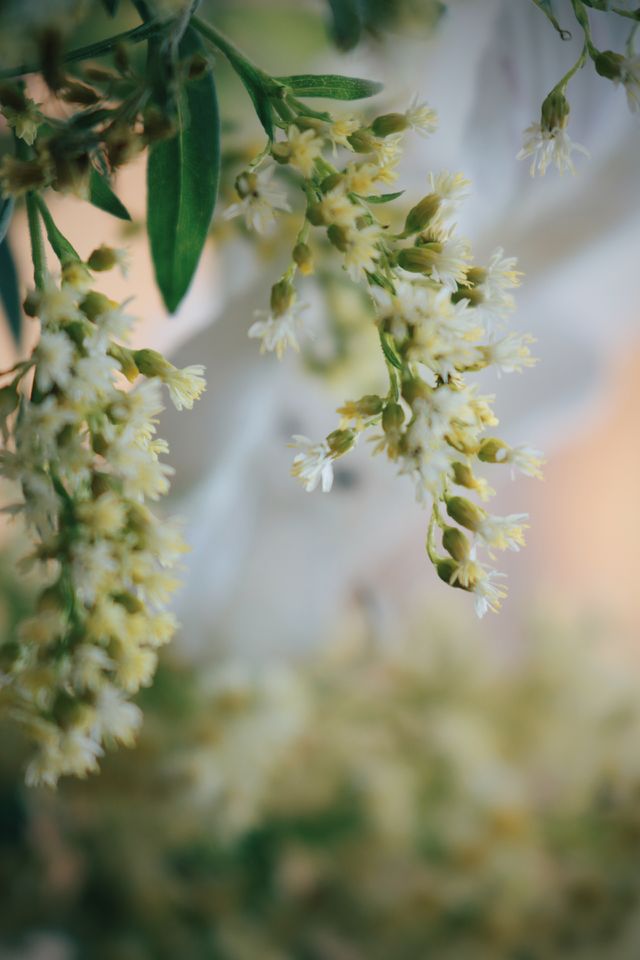 flor