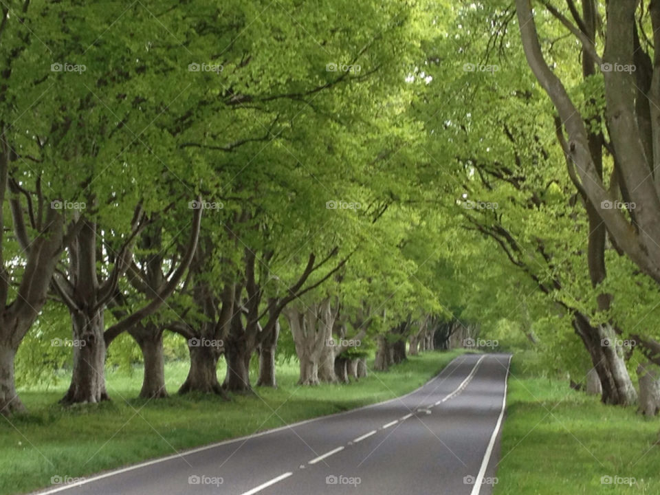 green united kingdom trees road by grwiffen