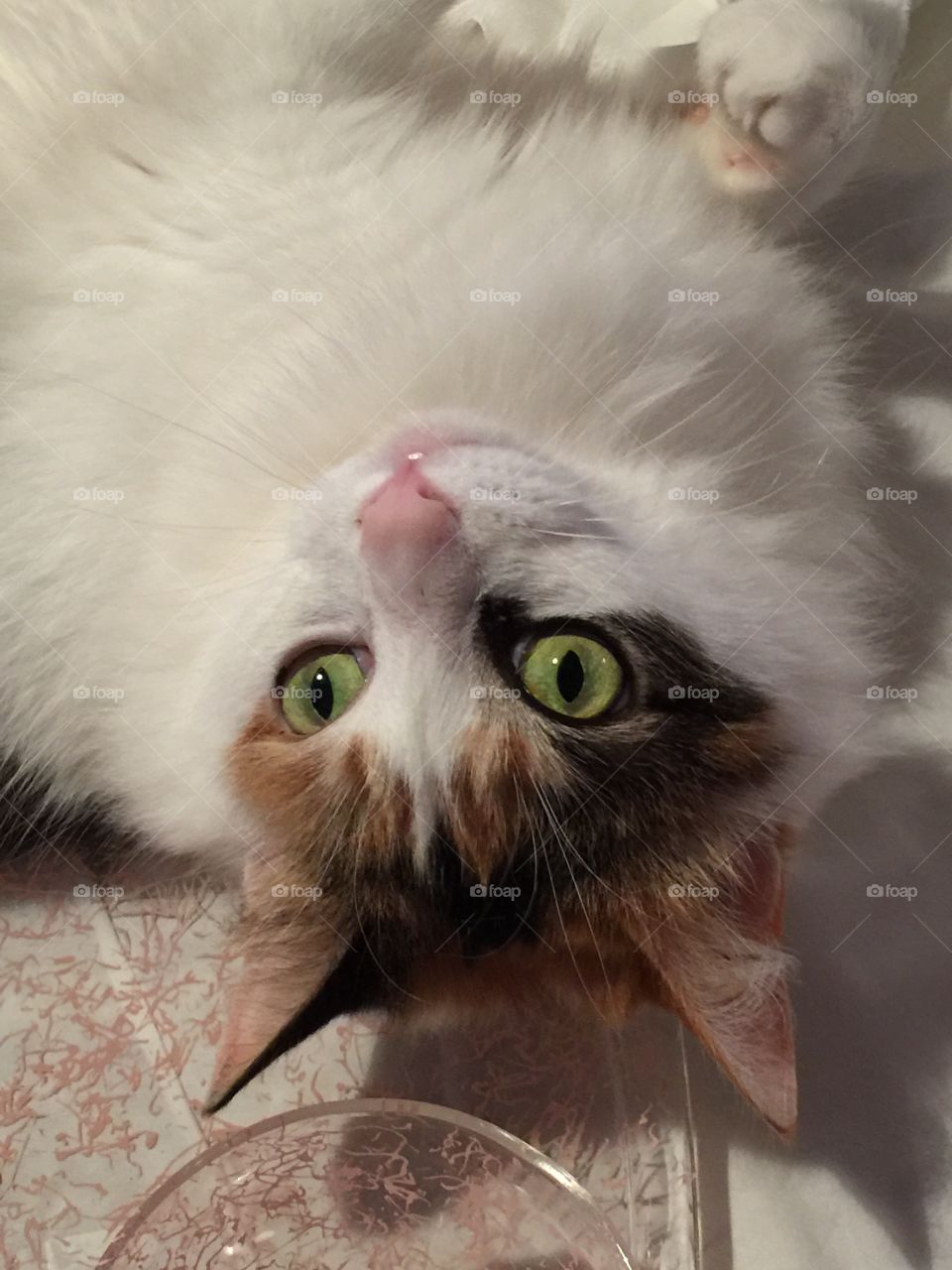 Cat green eyes upside down 