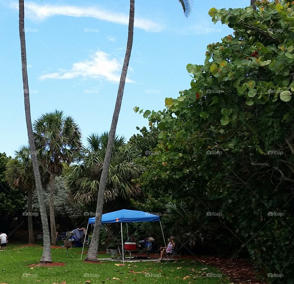Tree, Landscape, Summer, Swing, No Person