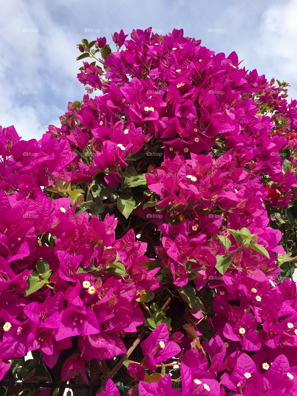 Low angle view of bougainvillea flowers