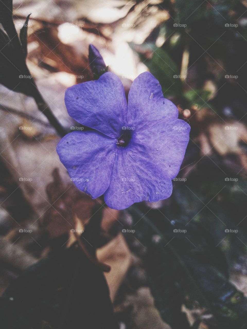 Vinca minor is a species of flowering plant in the dogbane family,