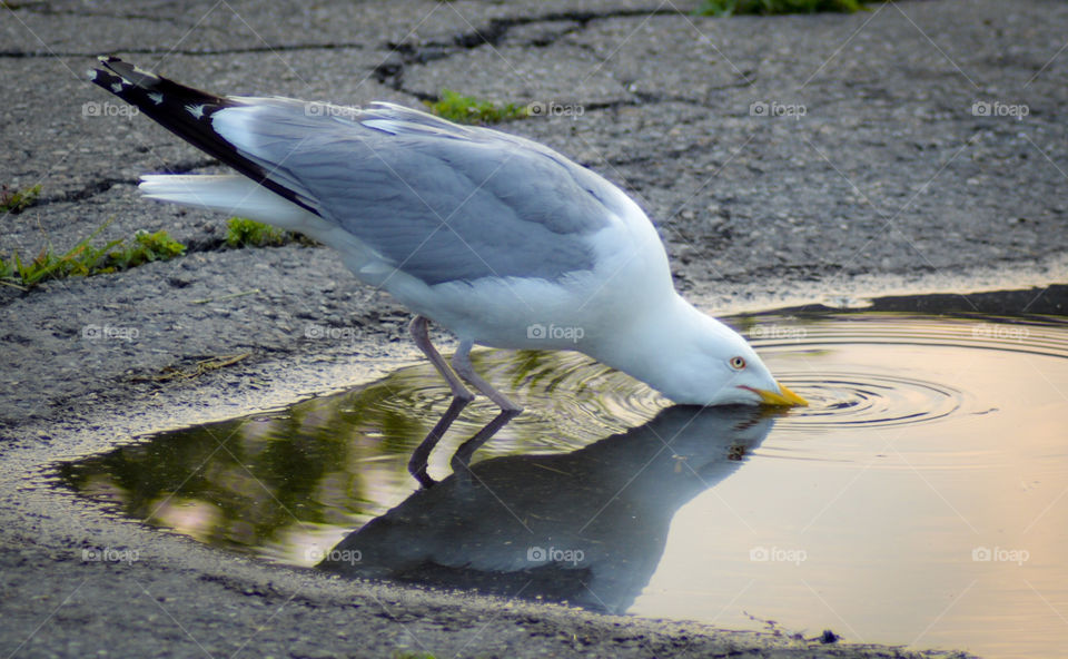 Sea gull bird drinking from a puddle with his reflection