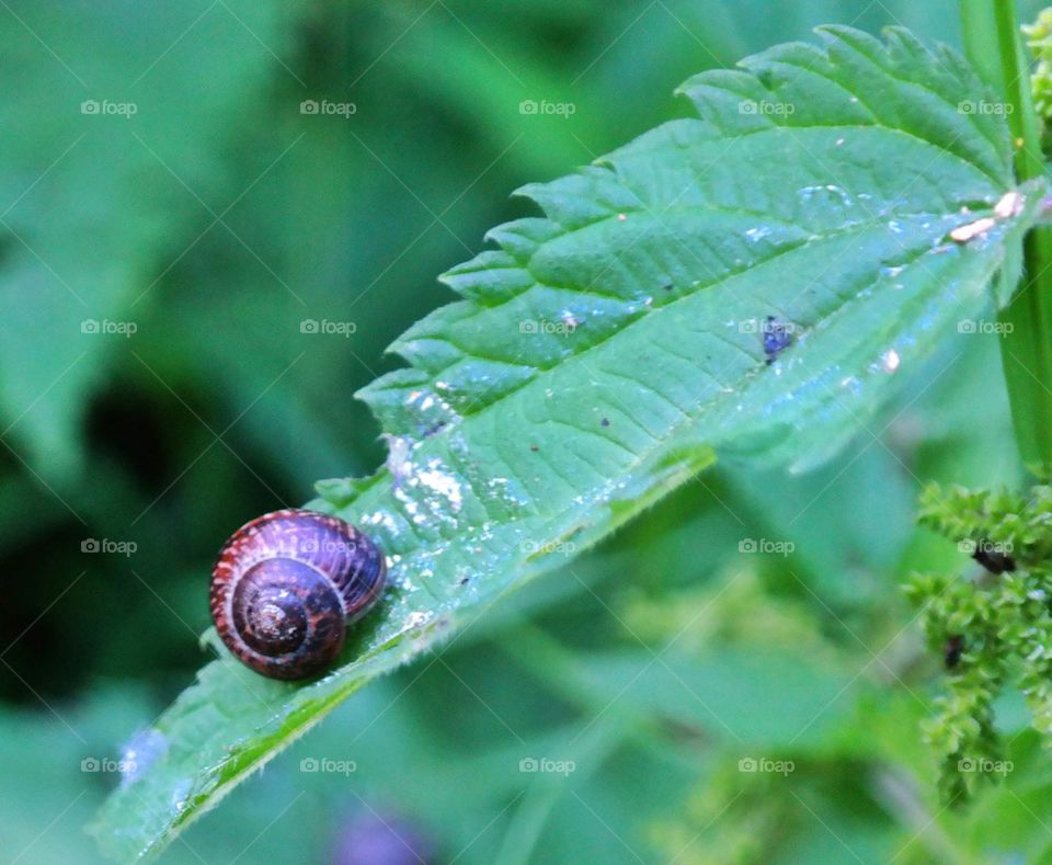 Snail