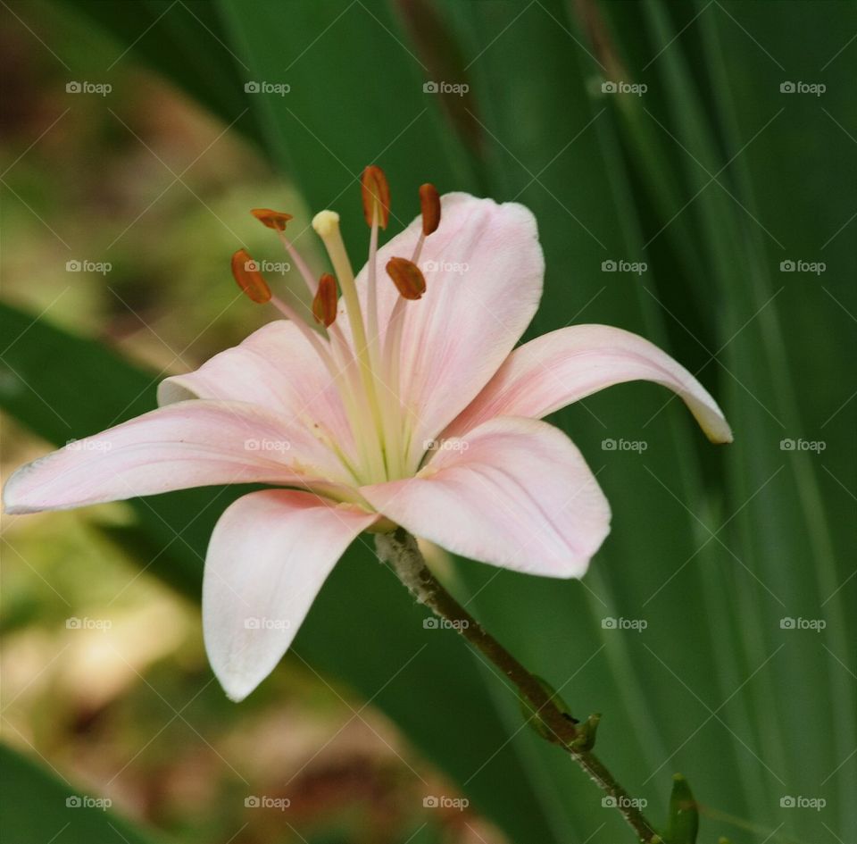 Lily on a Stem