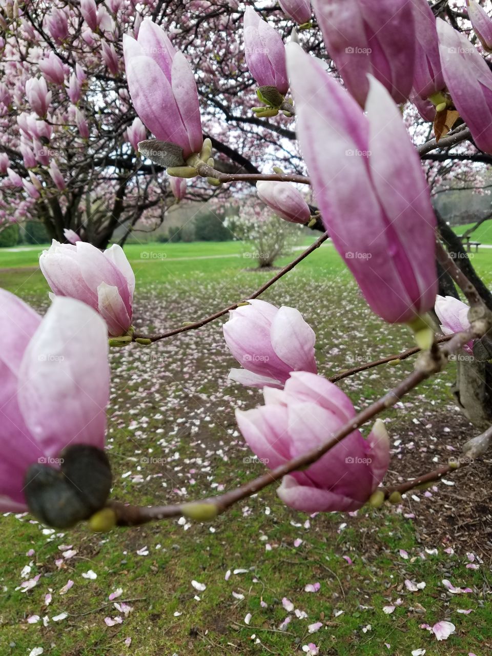 Spring Buds