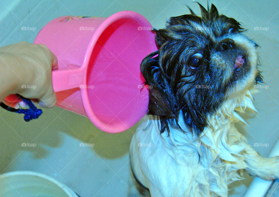 Pekingese dog getting a refreshing bath