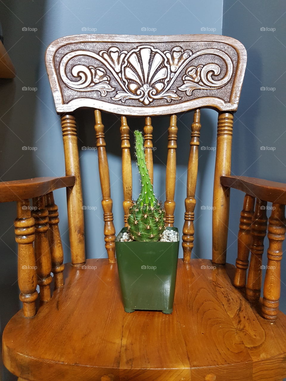 cactus on chair