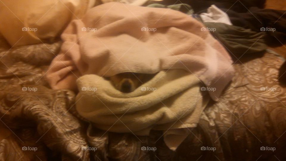 Dog snuggling in warm towels