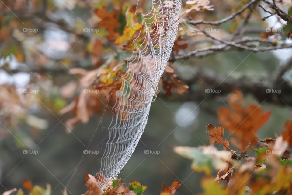 Spiderweb hanging on branches with leaves turning yellow and gold in autumn
