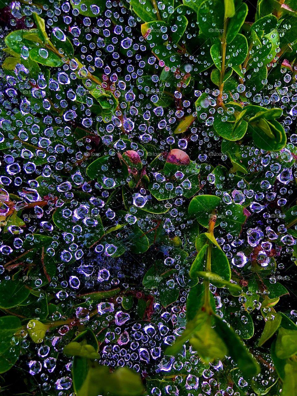Raindrops on spiderwebs on shrubbery 