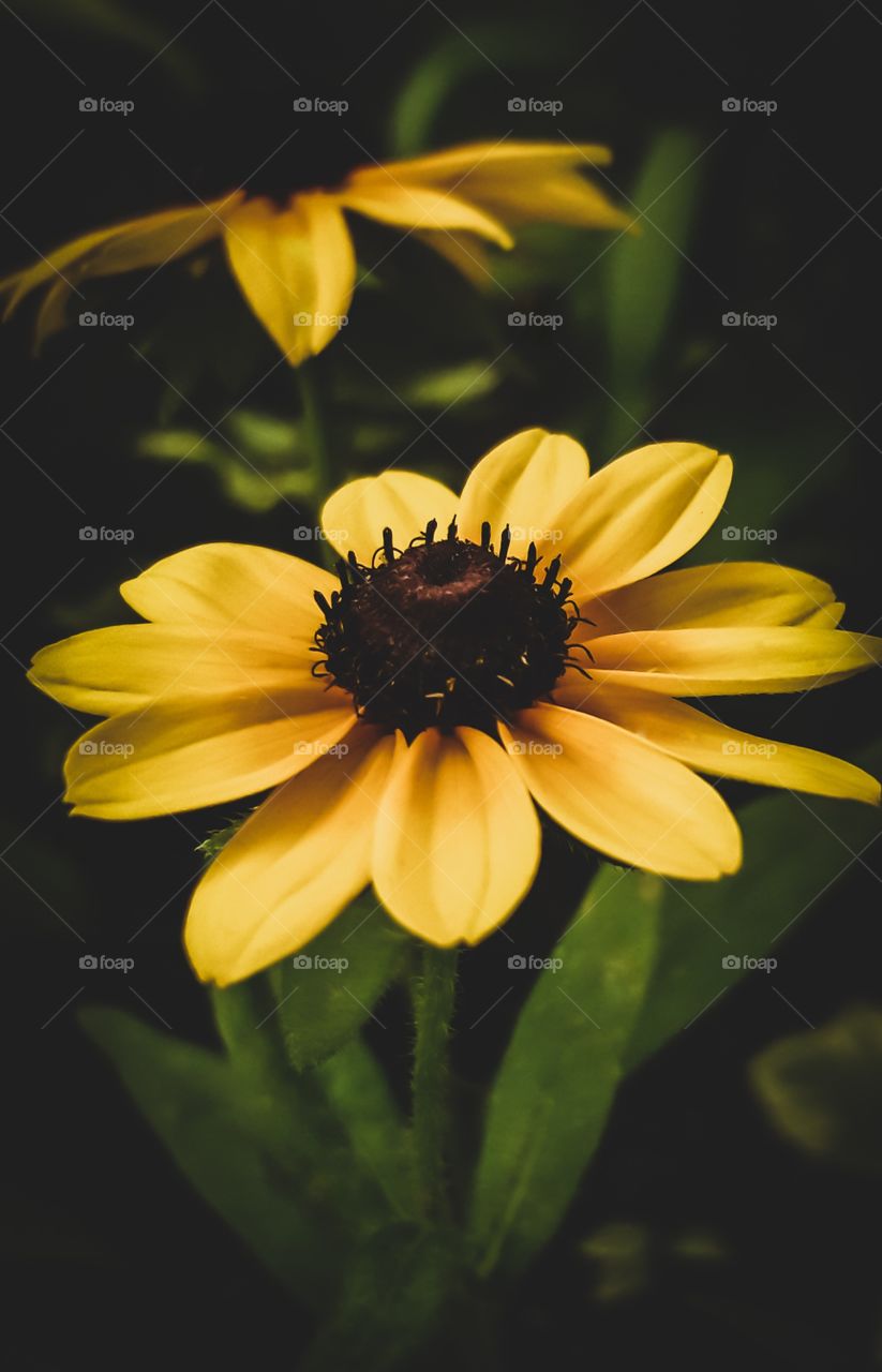 Black Eyed Susan growing in the garden