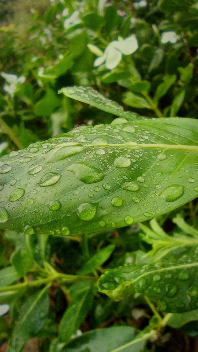 water drop on leaves