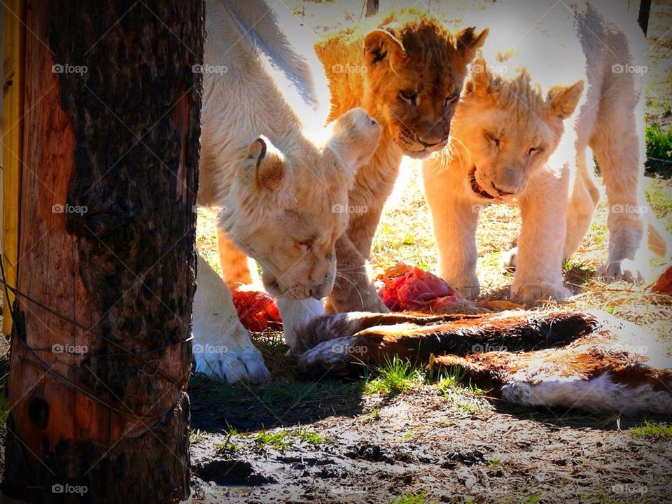 Lioness and two cubs
