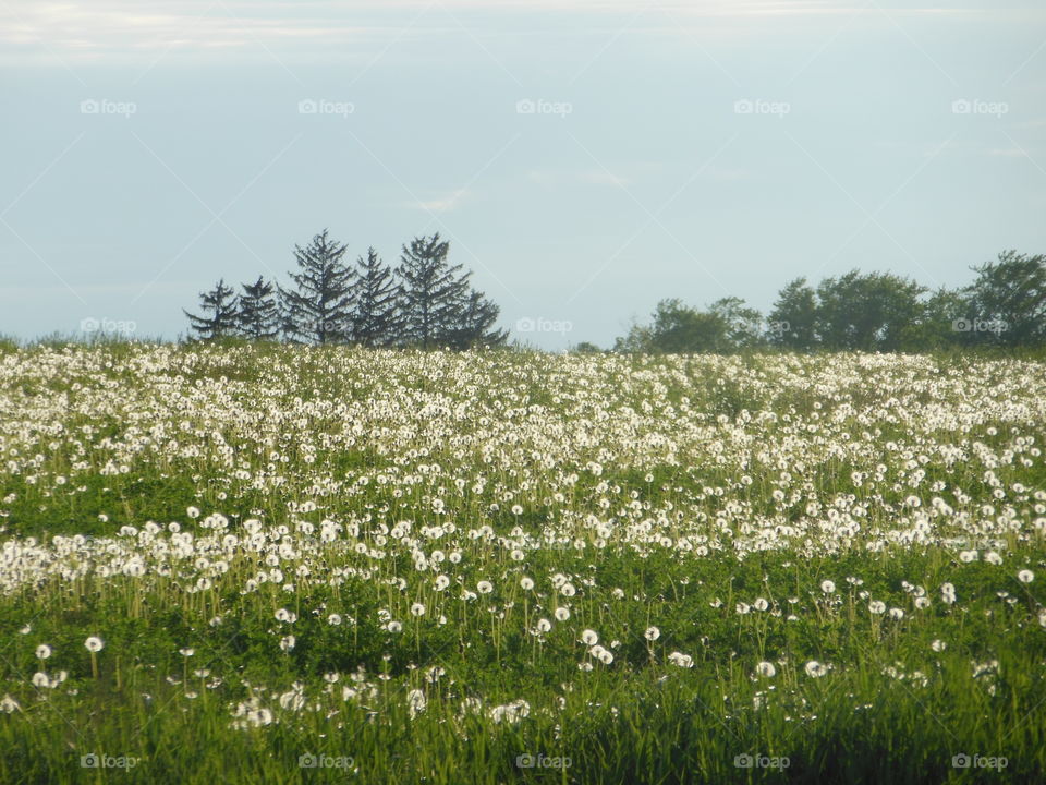 field of dandelions turned to fluff
