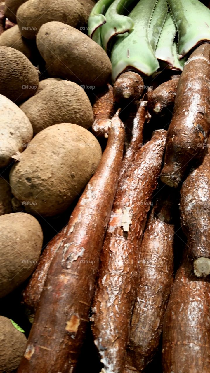 yucca. yucca and aloe