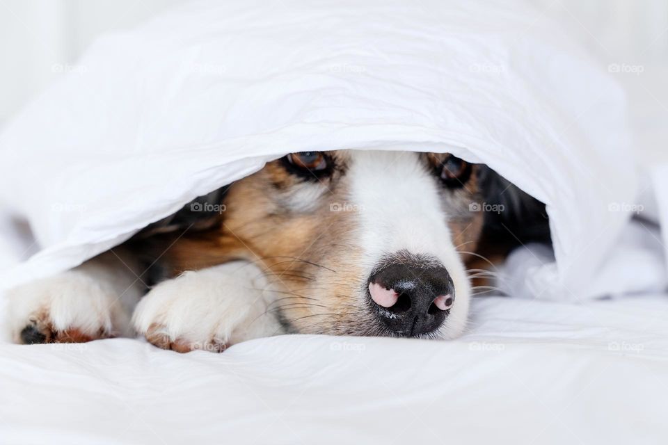 Cute Australian Shepherd sleeps in the bed. Close up portrait of a dog having a nap under a blanket. Pets acting like humans