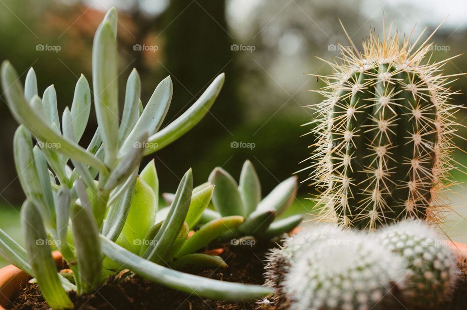 cactus and suculent garden