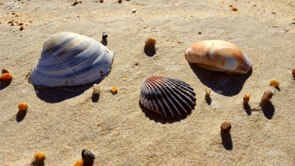 Shells.
