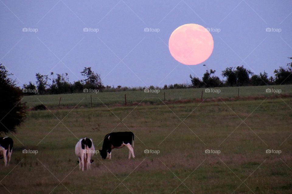 pink moon