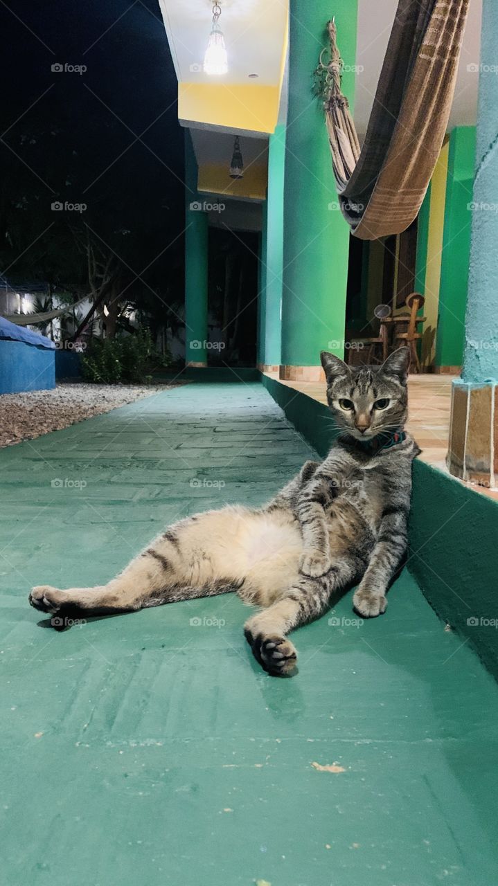 Cat Relaxing on the door . 