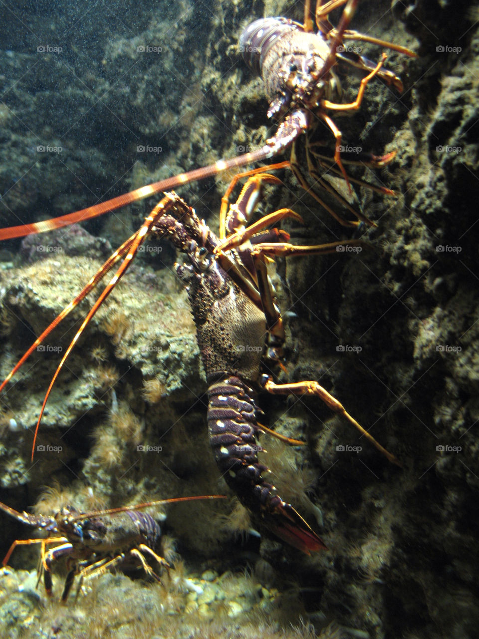 lobster rodos by jnen