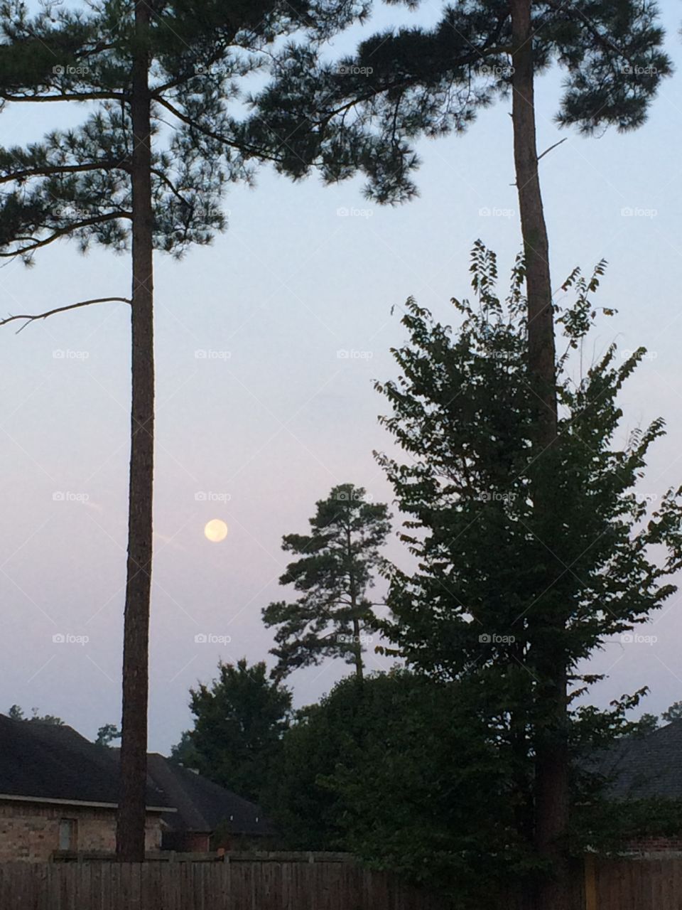 Early morning moon. Beautiful full moon early in the morning g