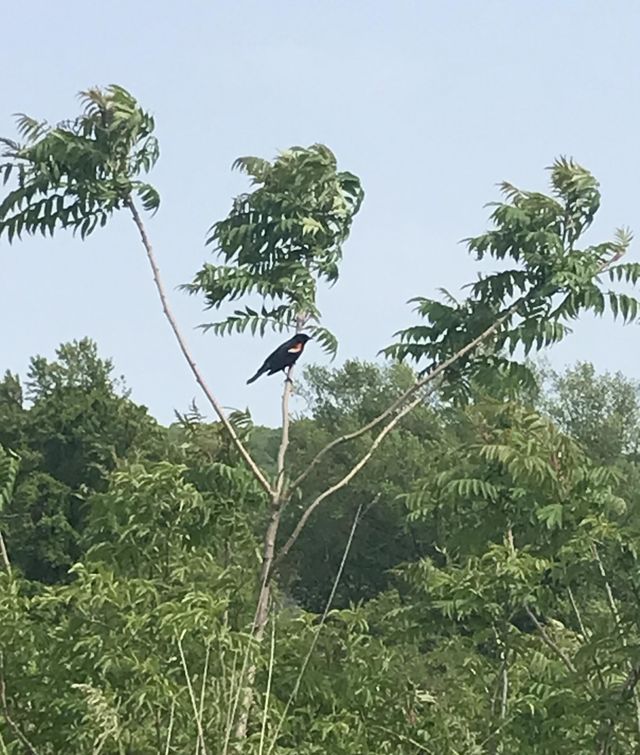 Red-winged blackbird