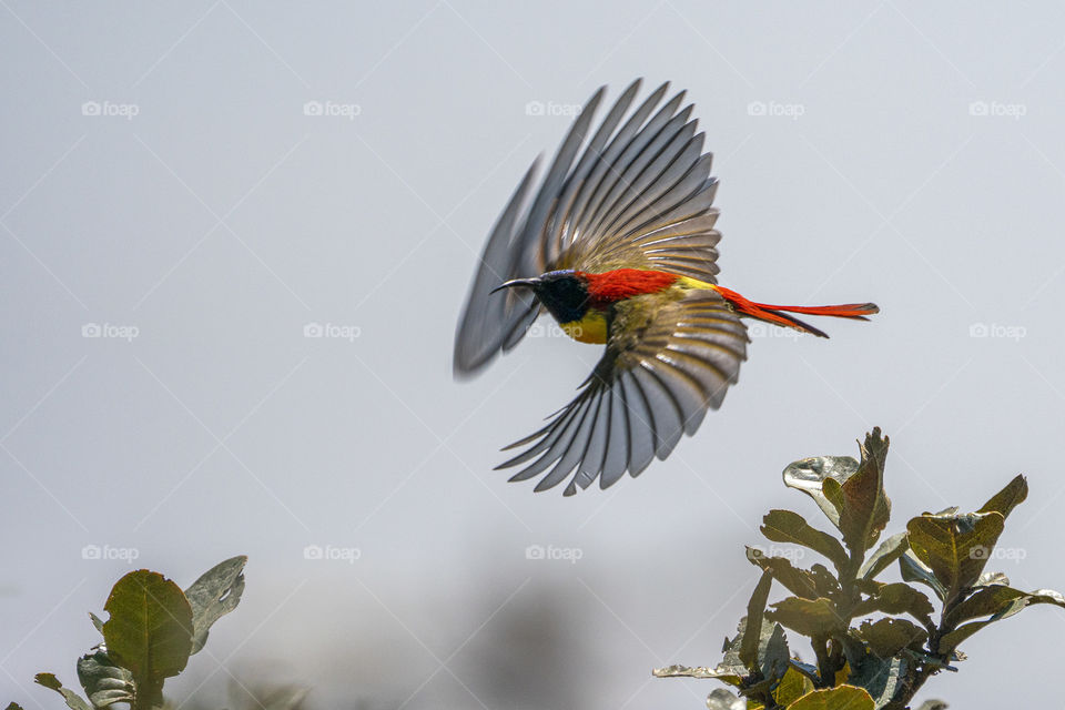 Wings out and fly off little sunbird