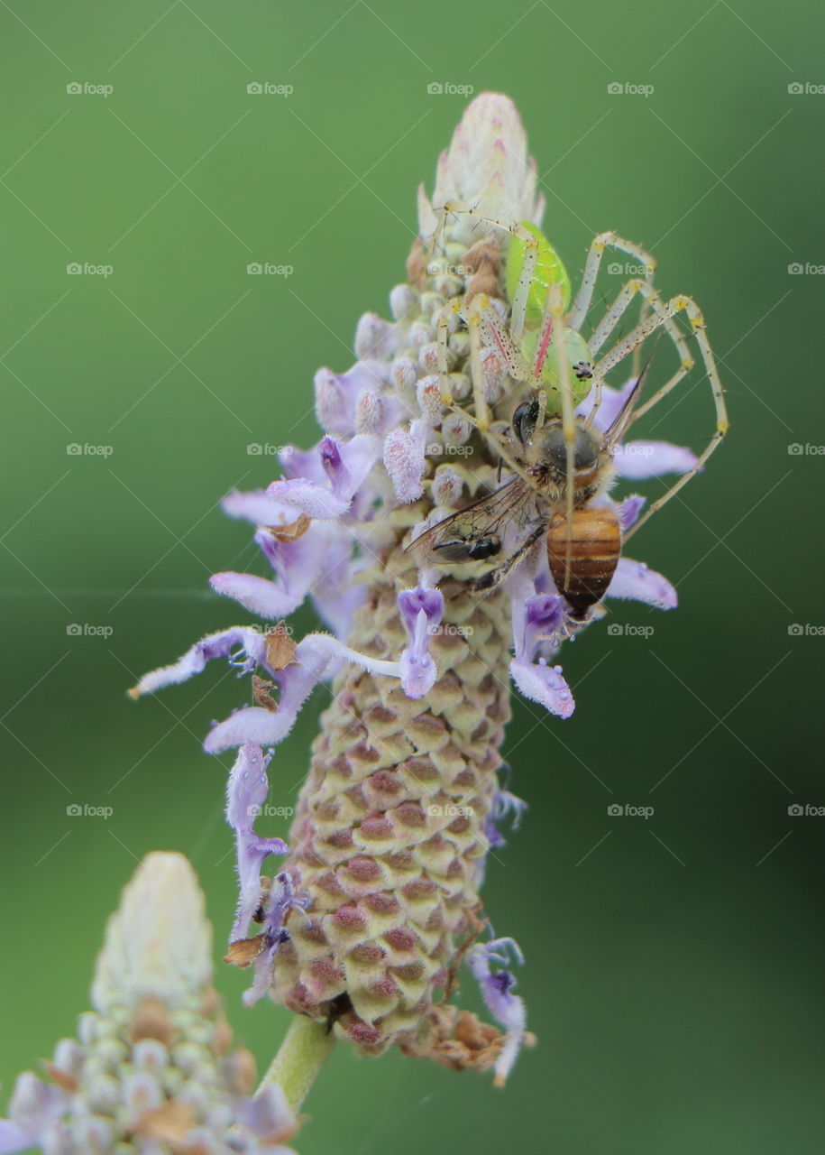 spider feeding on a honey bee