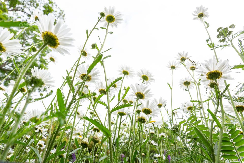 Looking up on white blooming daisy flowers in the field from the ground 