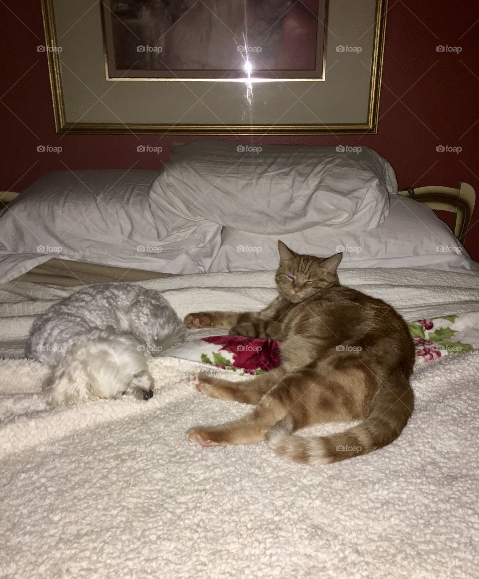 Putter and Opie (dog and cat) asleep on the bed together. 