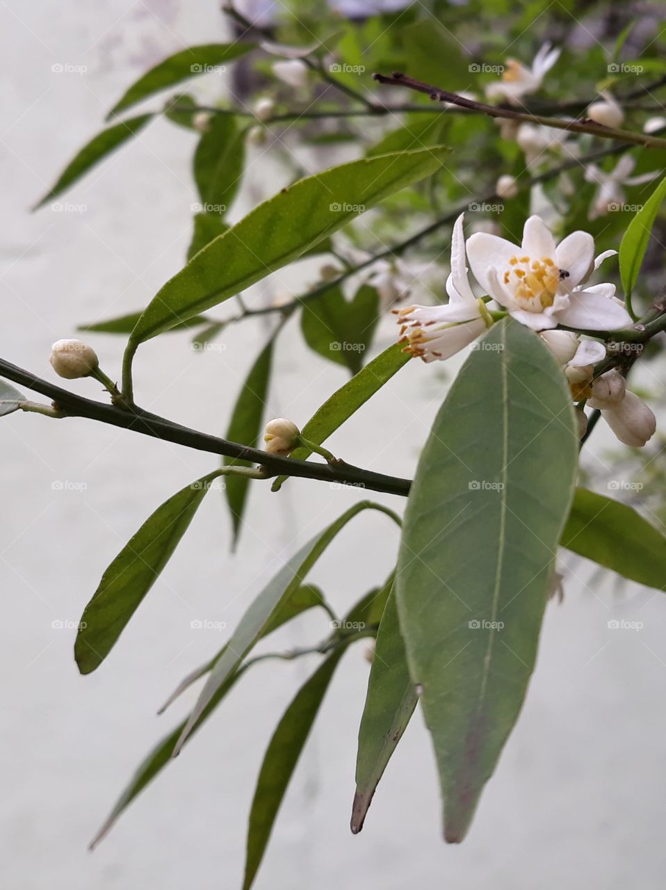 e na caminhada, a gente aprende a valorizar os detalhes...