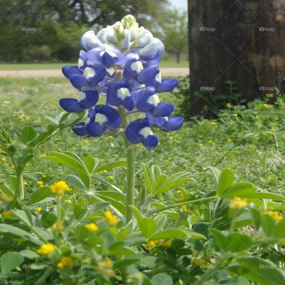 Bluebonnet 