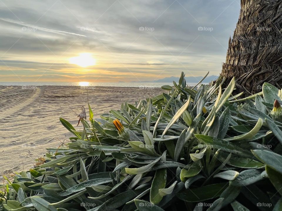 Plants near the sea