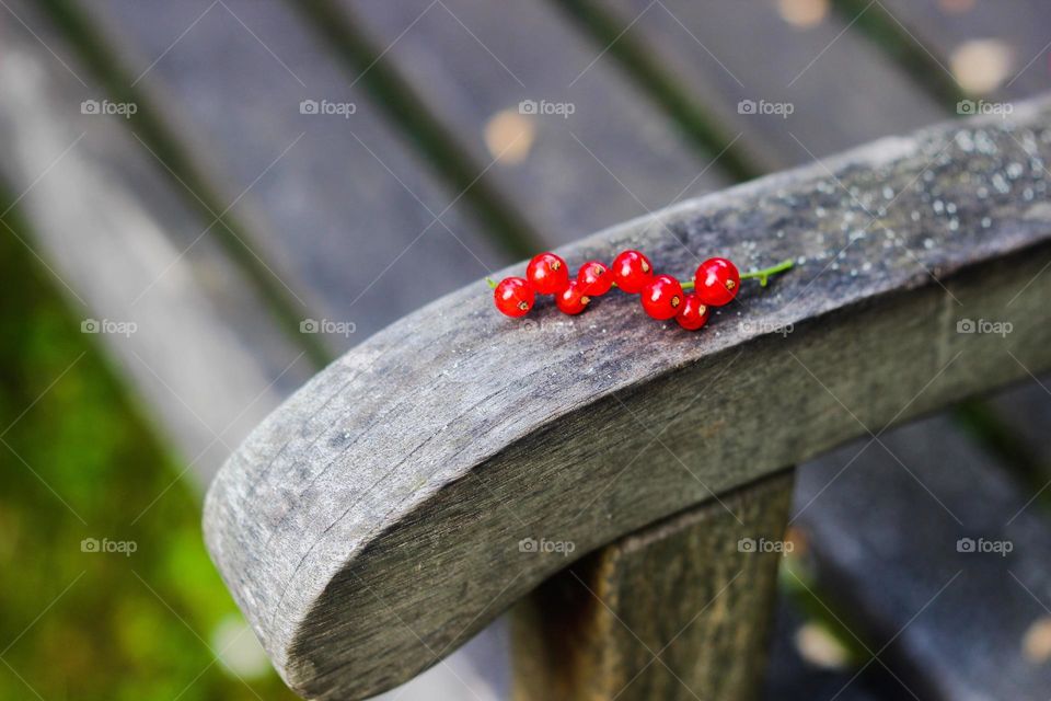 romantic bench berries summer 