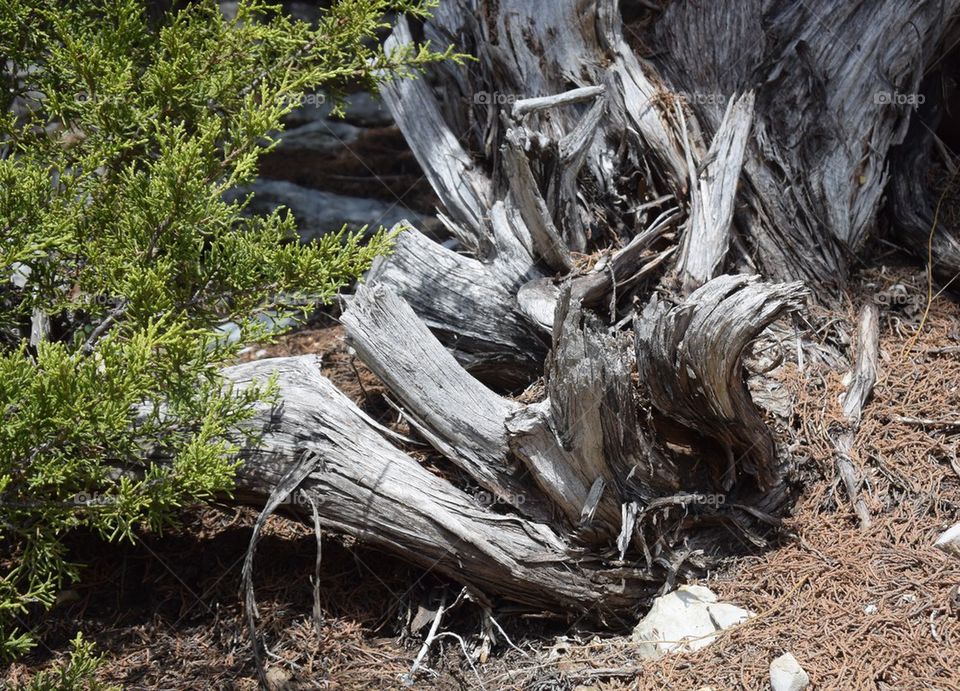 Close-up of old broken tree root