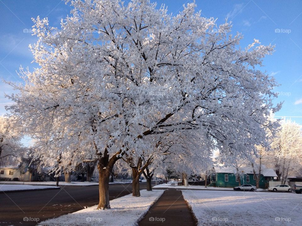 Frosty morning