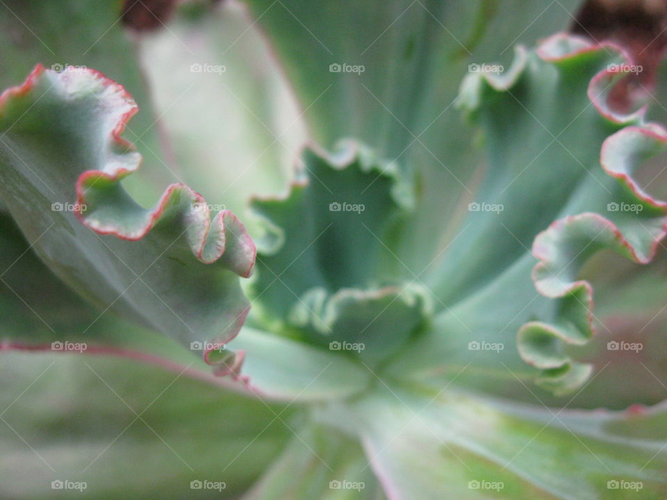 Plant Macro